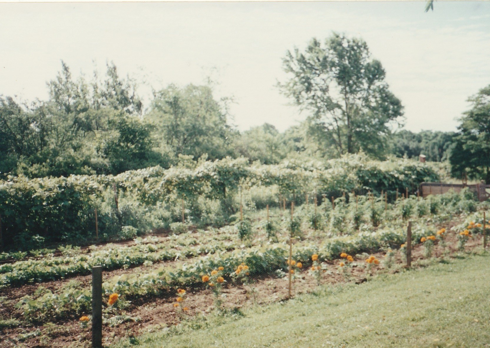 Larry's garden on the Westfield East Lake Road property