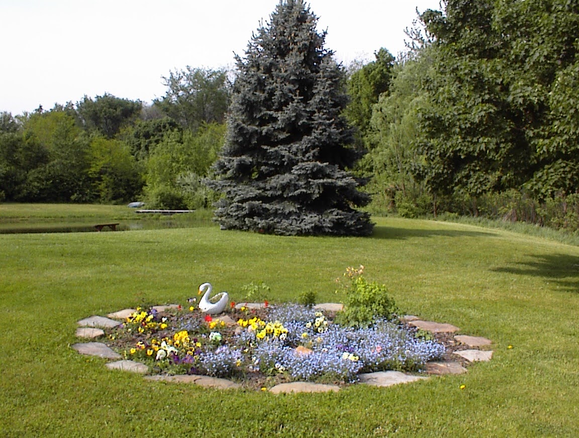 The Westfield back yard: a circular flower bed with a small swan ornament, a blue spruce, and a pond in the background